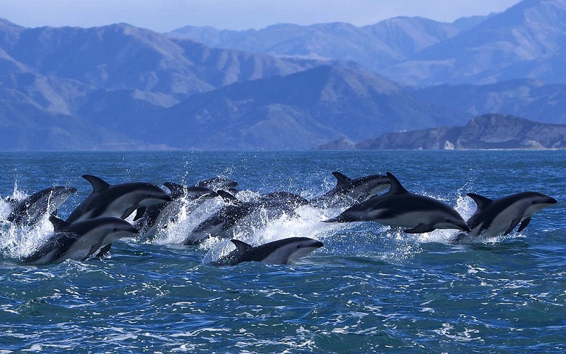 киты и дельфины в кайкоура
