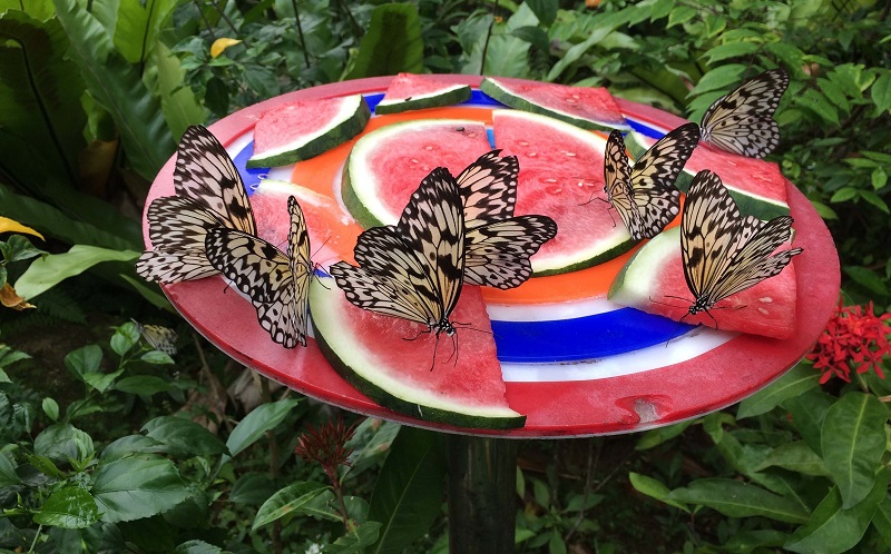 парк бабочек сингапур
