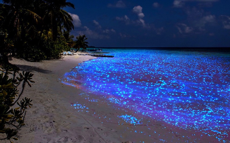 Биолюминесцентный пляж