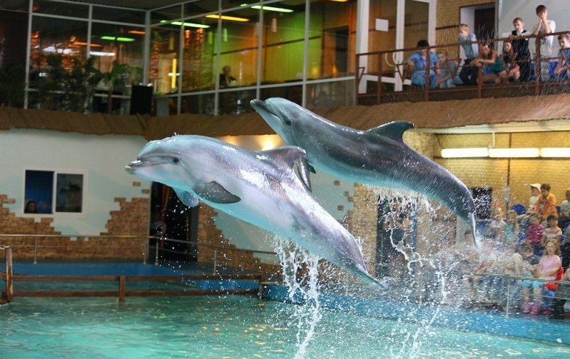ярославский дельфинарий