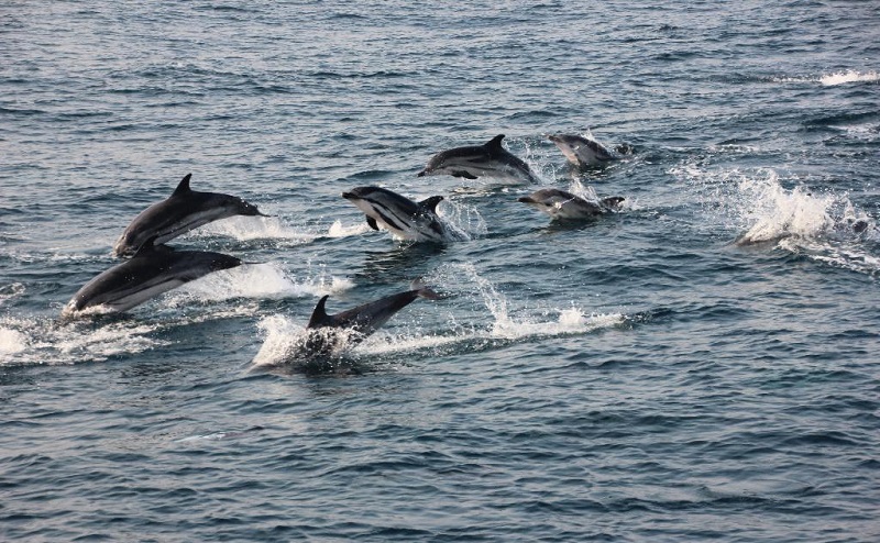 дельфины гибралтар