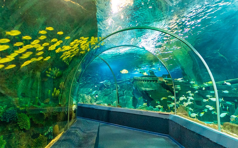 sochi discovery world aquarium