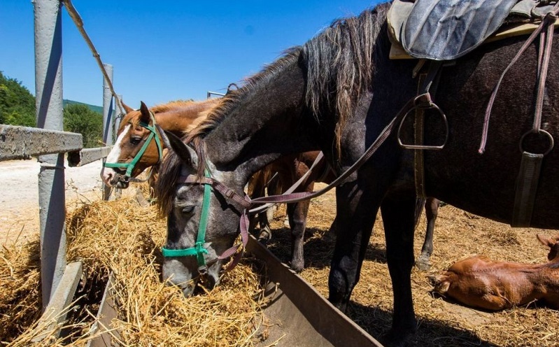крестьянско фермерское хозяйство конный путь