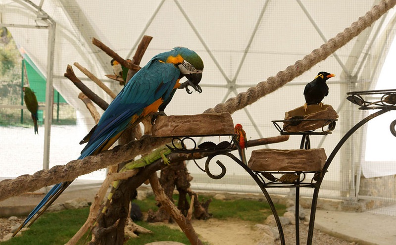 парк птиц динотерий коктебель