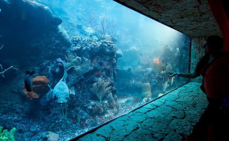 интерактивный аквариум в канкуне