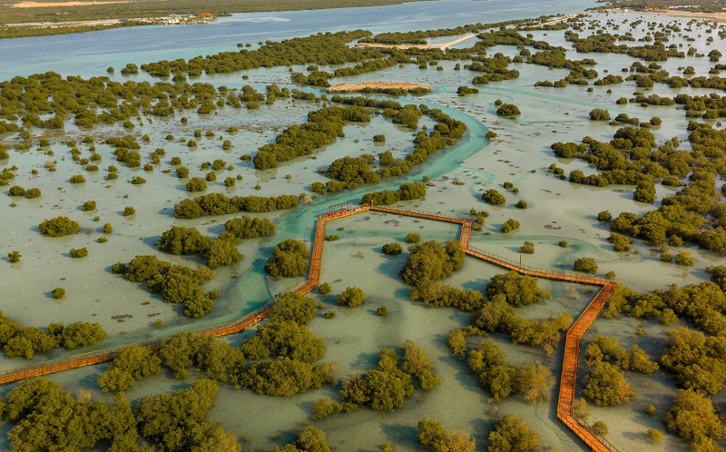 мангровый заповедник абу-даби