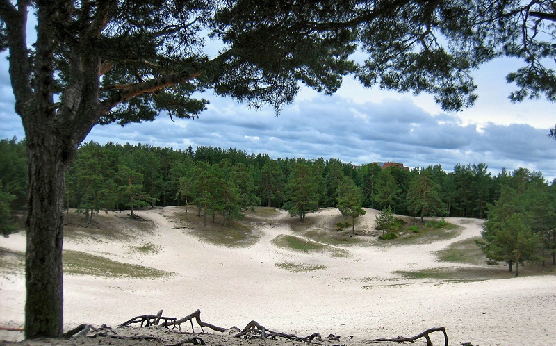 парк белые пески в сосновом бору