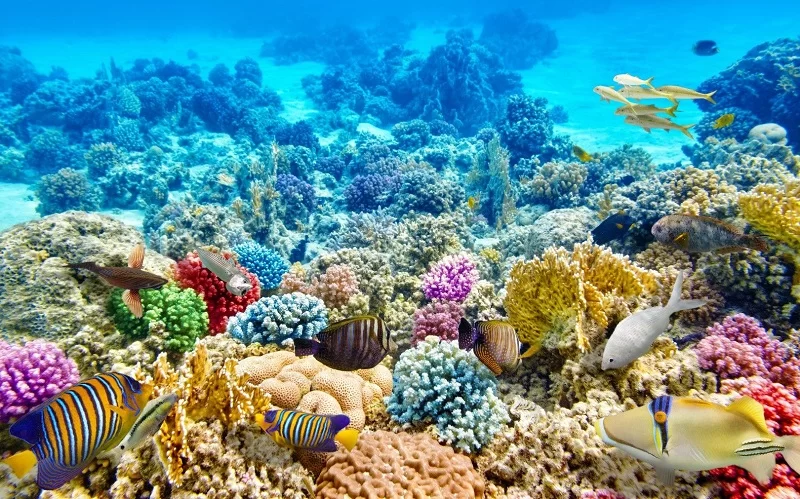 коралловый риф канкун